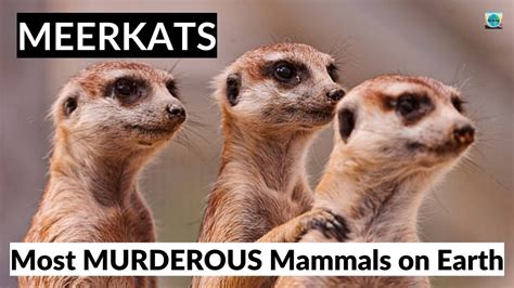 Meerkats Teaching Skills Most Murderous Mammal On Earth Animal