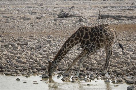 A Drinking Giraffe In Etosha Np Namibia Stock Photo Image Of