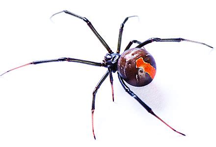 Australien ist ein land der extreme. Spinnen in Australien - Trichternetzspinne und Rotrückenspinne