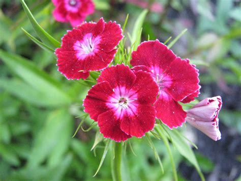 Flowers and plants that are toxic to dogs organized by symptoms; Carnation Flower Part 2 - WeNeedFun