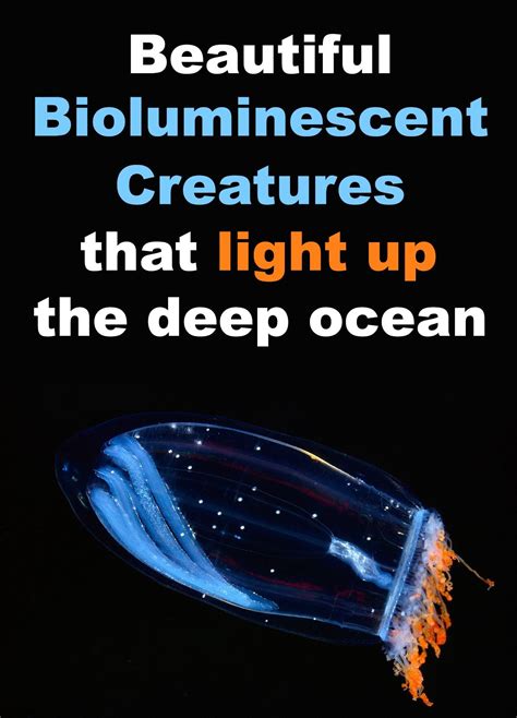 Beautiful Bioluminescent Creatures Light Up The Deep Ocean Deep Sea
