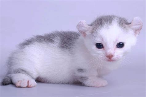 Top 10 Smallest Cat Breeds In The World Depth World