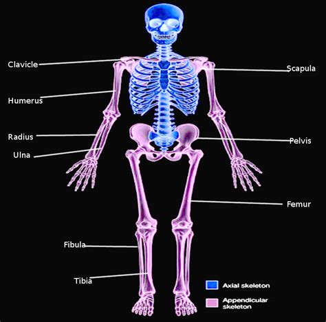 Anatomy Appendicular Skeleton Article Statpearls
