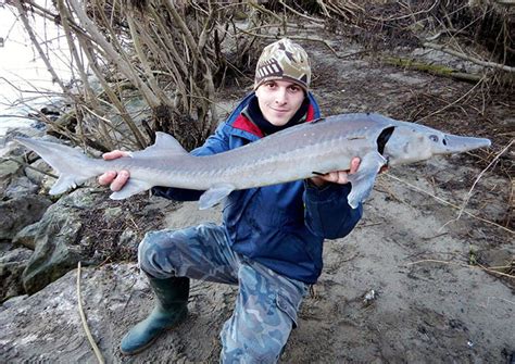 Please name this creature with a name tag or it will despawn). Siberian Sturgeon On The Feeder | Drennan International