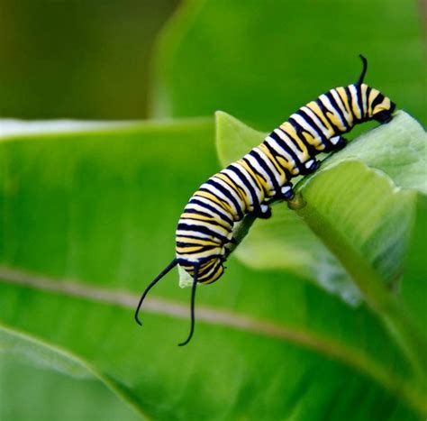 What Does A Monarch Caterpillar Look Like Birds And Blooms