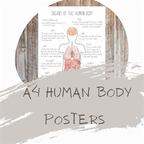 A4 Human Body Posters Science Posters Homeschooling Etsy