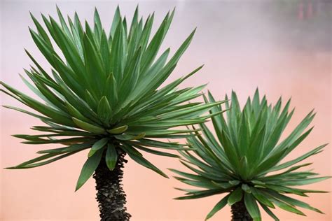 Yucca saiba as maiores curiosidades dessa espécie Confira agora