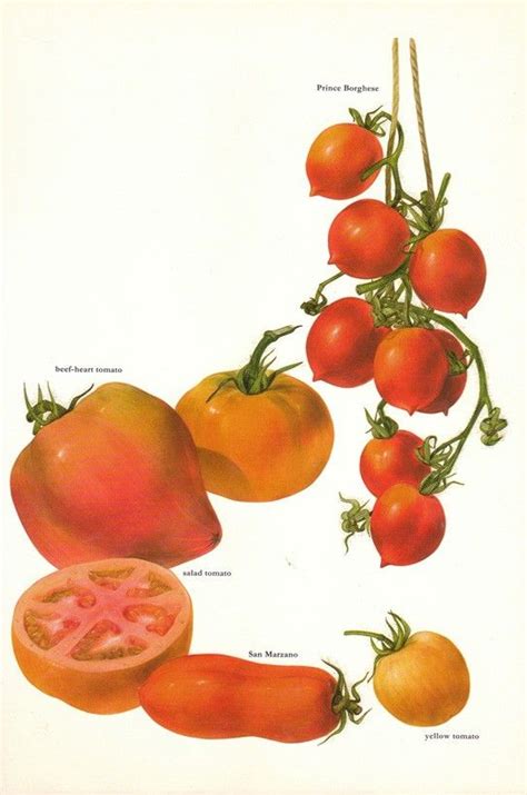 #plants #scientific illustration #botany #tomato plant #art #illustrations #artists on tumblr #painting. Tomatoes | Vegetable prints, Plant illustration, Tomatoes ...