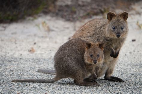 We hope these make you smile like a quokka. We Bird North Wales: Perth and SW corner of Australia