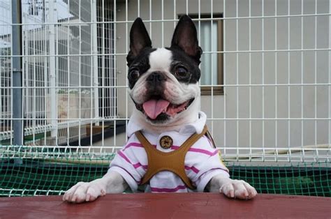 Do Boston Terriers Bark The Dog Owners Barking Guide