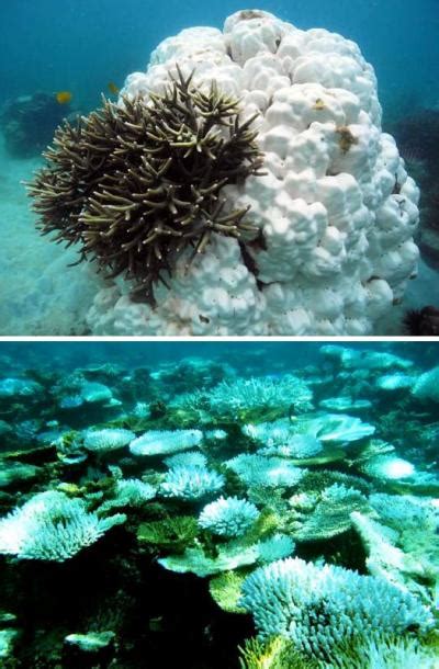 Global Warming Threat To Coral Reefs Can Some Species Adapt