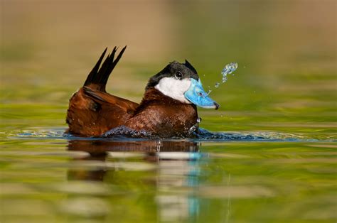 Waterfowl Mike Lentz Nature Photography