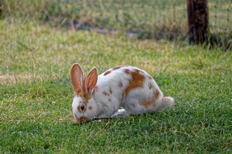 Hoppy Days: Everything You Need to Know About Rabbit Breeds