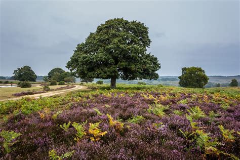 National Parks New Forest Open Art