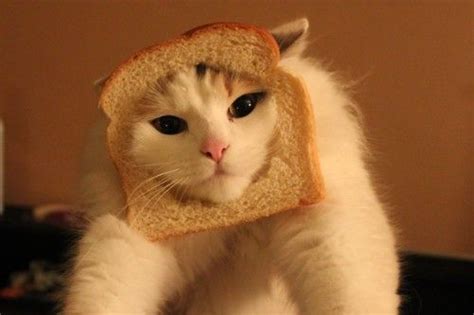 Breaded Cats Cat Bread Funny Cat Videos Make Me Smile Funny Animals
