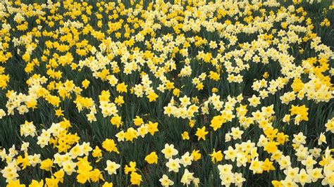 Download Wallpaper 1920x1080 Daffodils Flowers Spring Greens Bed Hd