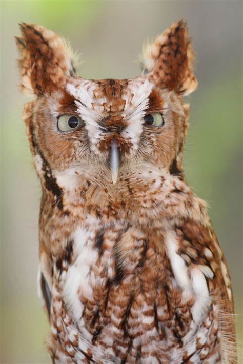 12 Owl Species With Irresistible Faces Beauty Of Planet Earth