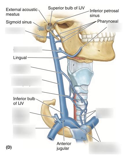 Neck Veins Anatomy
