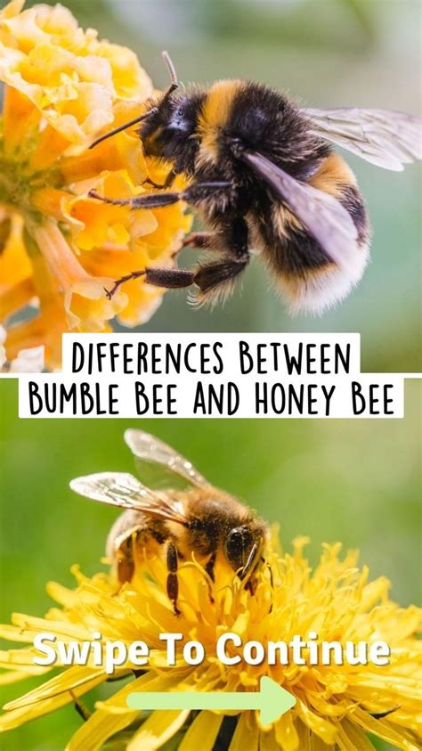 Differences Between Bumble Bee And Honey Bee An Immersive Guide By