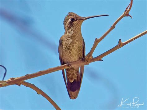 Beautiful Smaller Birds in Southeast Arizona - Travel To Eat