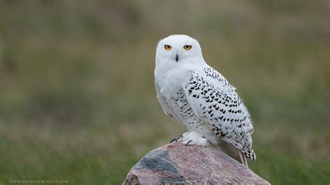 Snowy Owl Facts For Kids Interesting Facts About The Snowy Owl