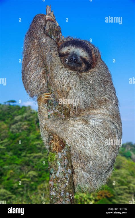 3 Toed Sloth On Top Of A Dead Tree Stock Photo Alamy