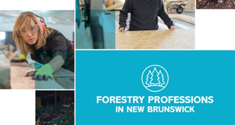 Careers In Forestry Nbjobsca