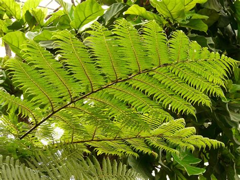 Top 10 Amazing Hardy Types Of Ferns For Growing Indoors Or Outside