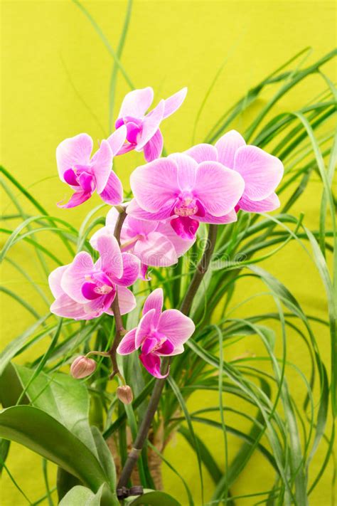 Beautiful Magenta Orchid Stock Photo Image Of Beauty 36446526