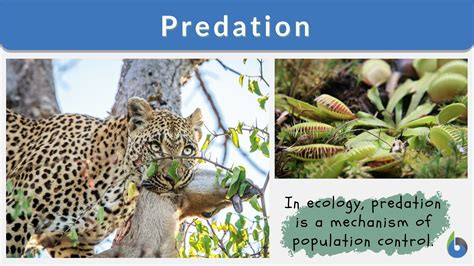 Predator Meaning Words Predator And Quarry Are Semantically Related