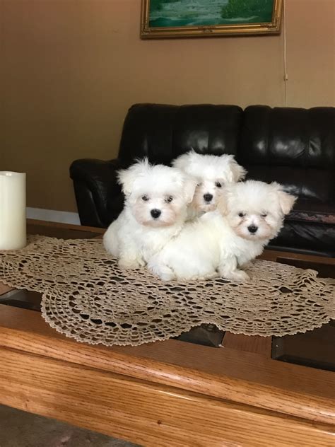 Maltese Puppies For Sale Spanaway Wa 233572 Petzlover