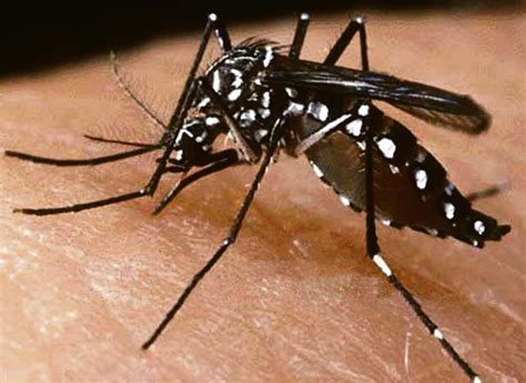 Hening Cahya Ridhayanti Jenis Nyamuk Aedes Aegypti
