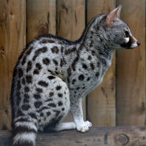 Se vuoi saperne di più leggi la notizie, spiegazioni , appunti , informazioni e link sugli animali. Pardine Genet