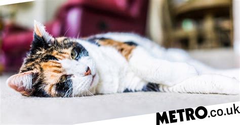 Why You Should Adopt An Elderly Cat And How To Care For It Metro News