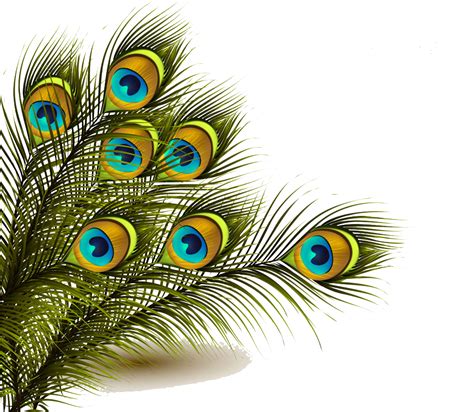 peacock feather png kampion