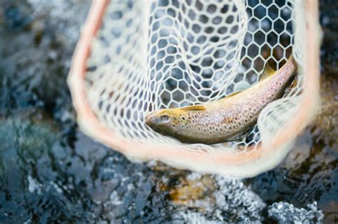 Discover Fly Fishing Around The World Flyfish Circle