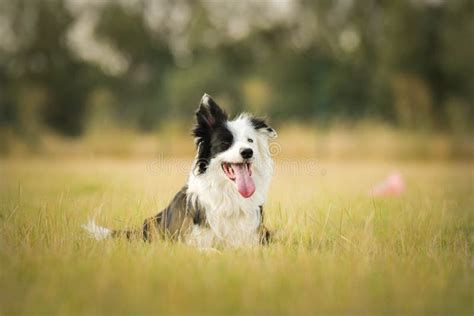 Border Collie Is Lying In Grass Stock Image Image Of Hurdle Privat