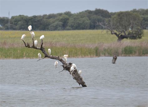 Cattle Egrets © Tim Bailey Naturetrek Wildlife Holidays Flickr