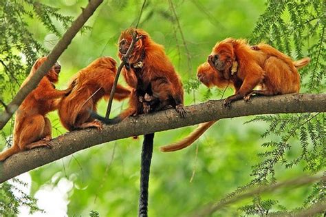 Protected areas in south america like the alto purús national park, in peru and others. The World's Top 10 Most Endangered Forests Hotspots (3 ...