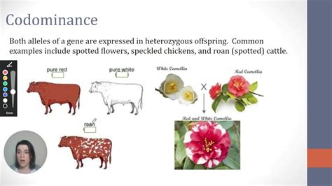 You can open this traits file ( codominance.txt ) and calculate results for traits. Codomiance In Genetics Refers To: / Chapter 11 Part 10 ...