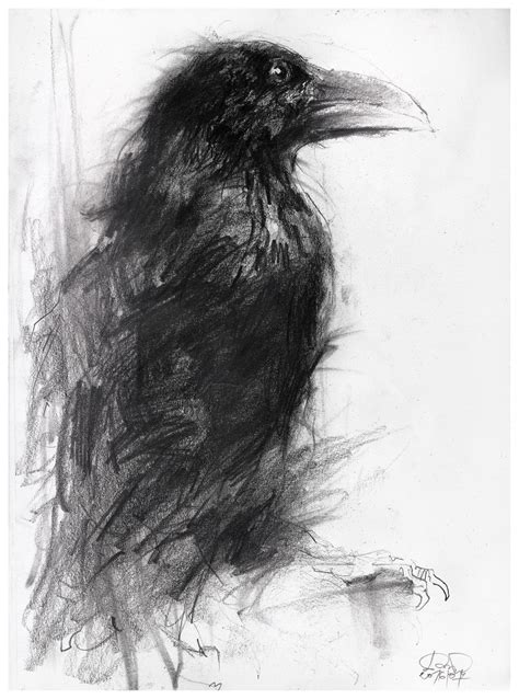 Raven Pencil Disegni A Carboncino Arte Con Carbone Schizzi Di Animali