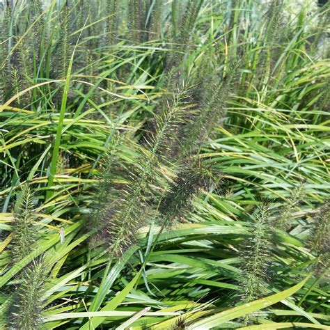 Find black ornamental grass now! Pennisetum alopecuroides 'Moudry' - Black Fountain Grass ...