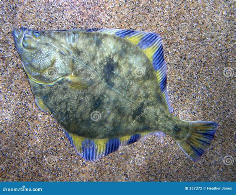 Flounder Stock Photo Image Of Underwater Flounder Sealife 357372