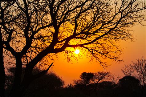 Acacia Tree Silhouette At Sunset Stock Photo Download Image Now