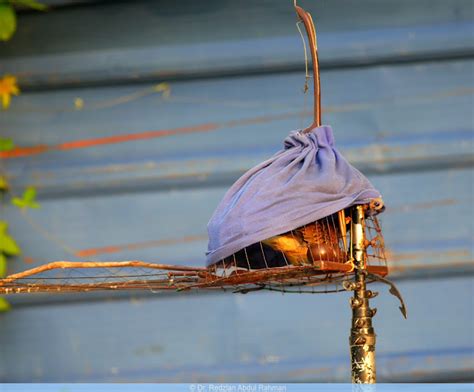 birds and nature photography raub memikat menjerat terkukur spotted doves