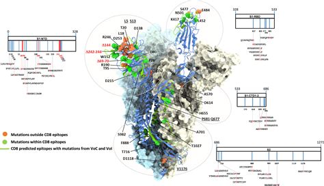 Frontiers Degenerate CD8 Epitopes Mapping To Structurally Constrained