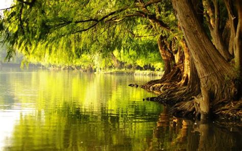 Free Download Trees Over Water Stock Photo Public Domain Pictures