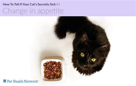 Cats have evolved to try and conceal when they are sick. How To Tell If Your Cat's Secretly Sick