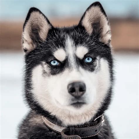 Why Do Huskies Have Blue Eyes Explained Dog Friendly Scene