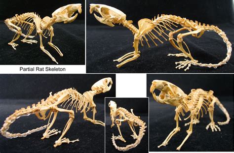 Rat Skeleton Anatomía Animal Taxidermia Esqueleto